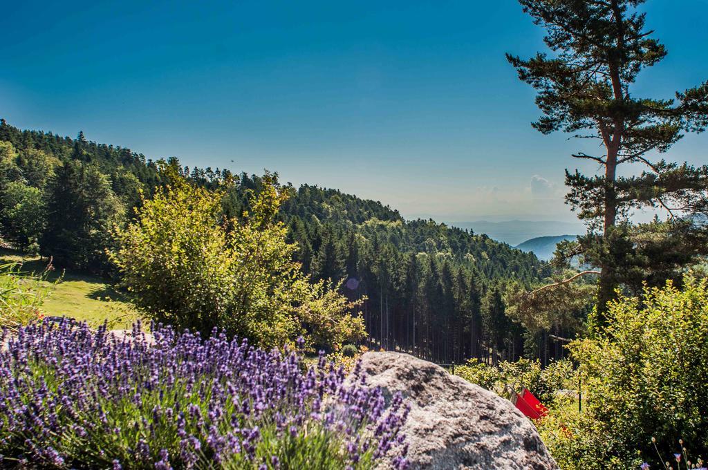 Les Gites D'Adelspach Gites & Spa En Alsace Aubure Luaran gambar
